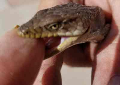 Feisty Alligator Lizard